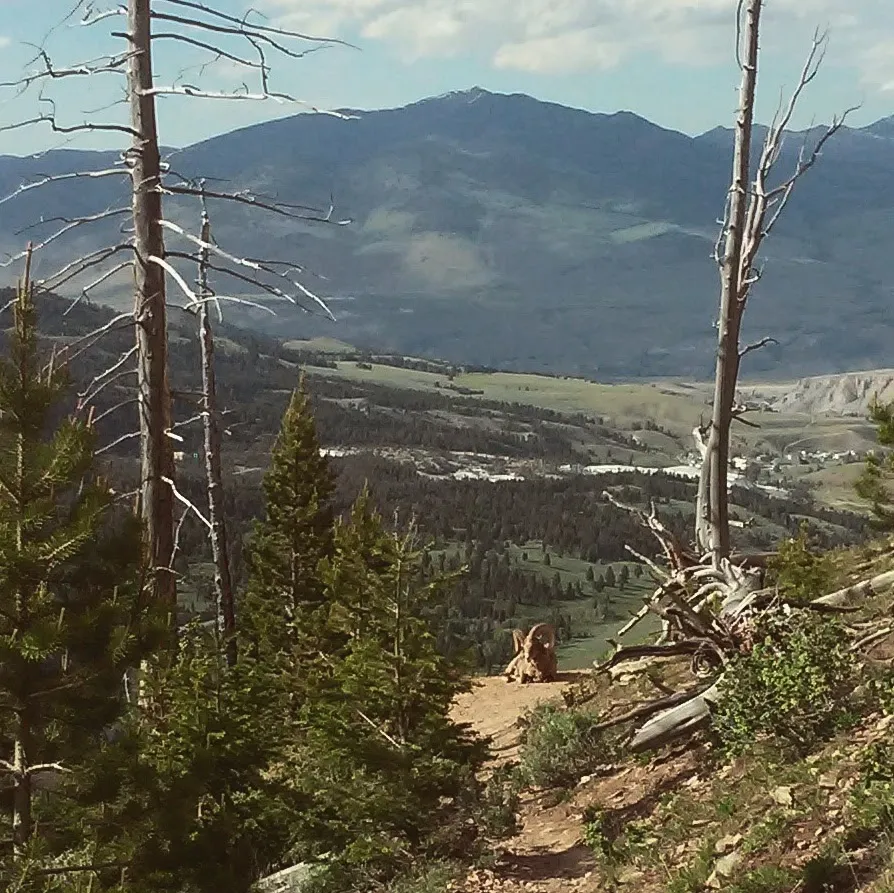 A photograph of a bighorn sheep resting on a mountain trail in Yellowstone.