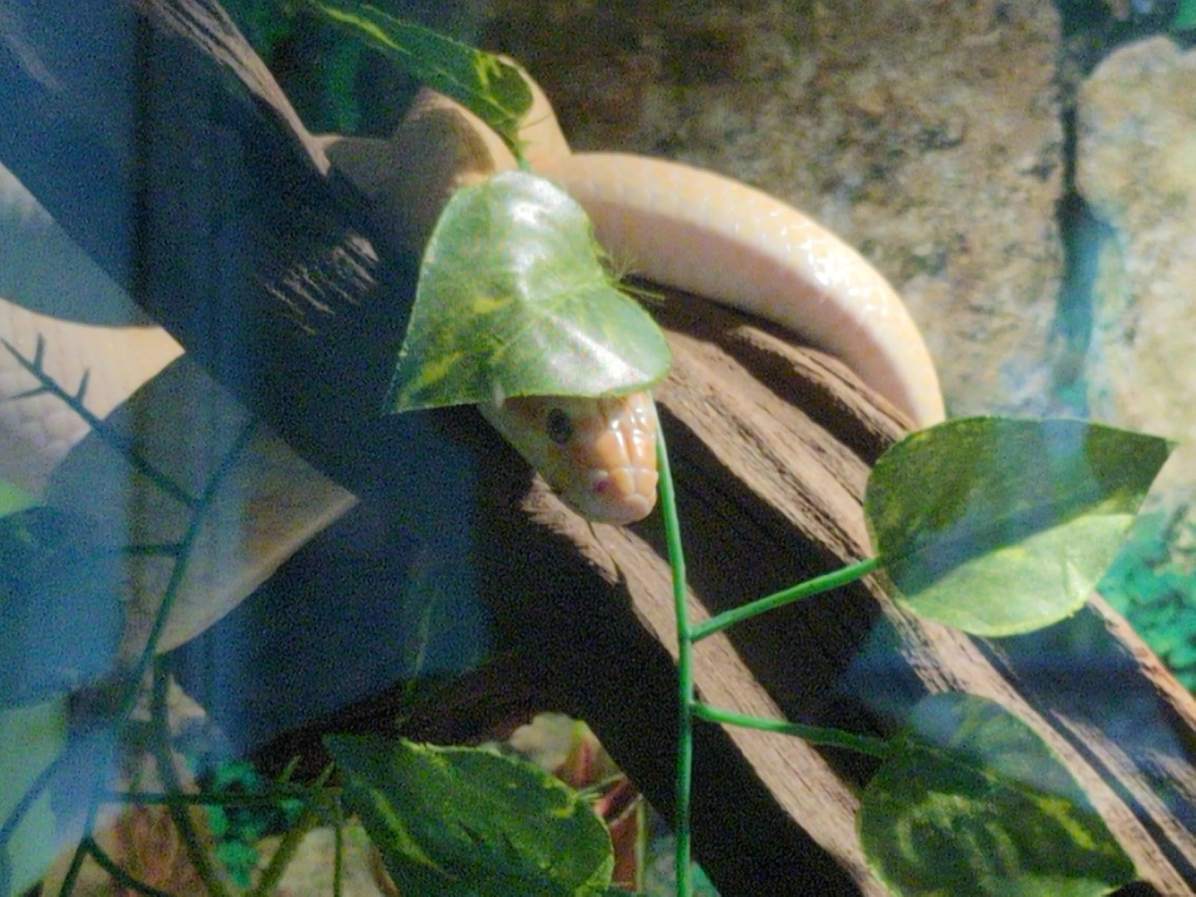 A picture of a snake (I'm not sure of the species) in a state park's herpetology exhibit, posed such that it looks like it's wearing a leaf as a hat.